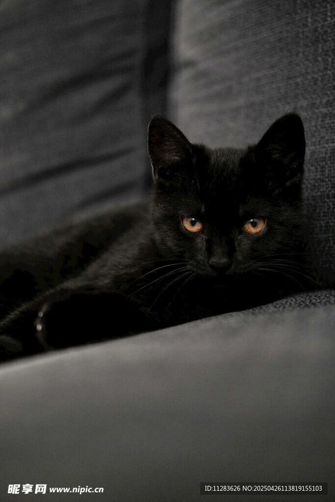 沙发上的黑猫