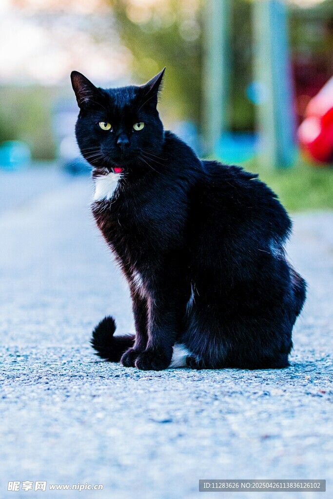 黑猫端坐路面