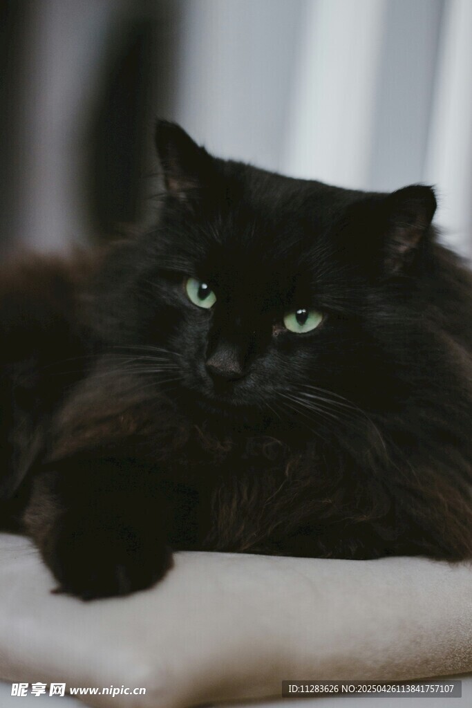 慵懒黑猫趴卧姿态优雅
