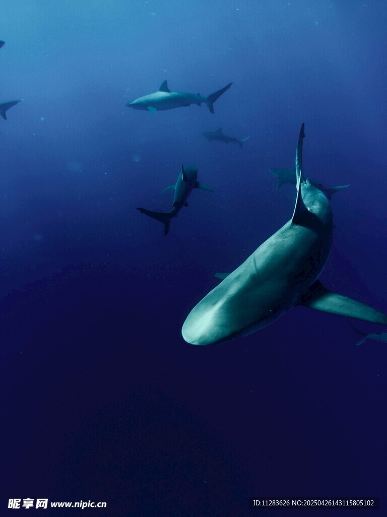 深海中游弋的鲨鱼