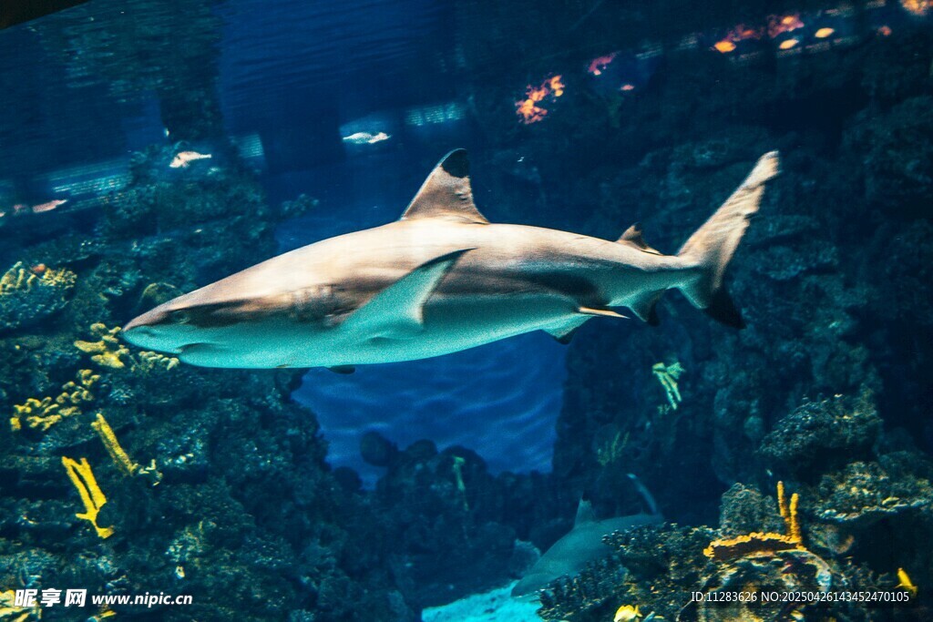 水族馆中的鲨鱼遨游