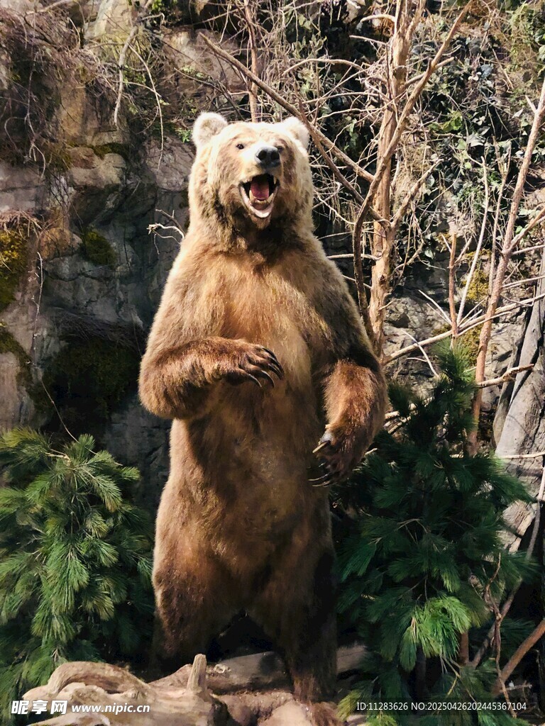 站立的棕熊