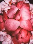 粉色柔美花卉特写