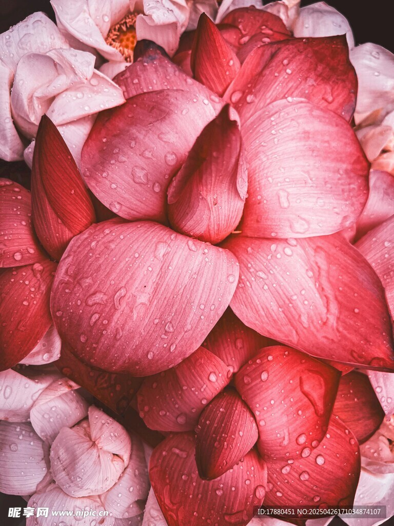 粉色柔美花卉特写