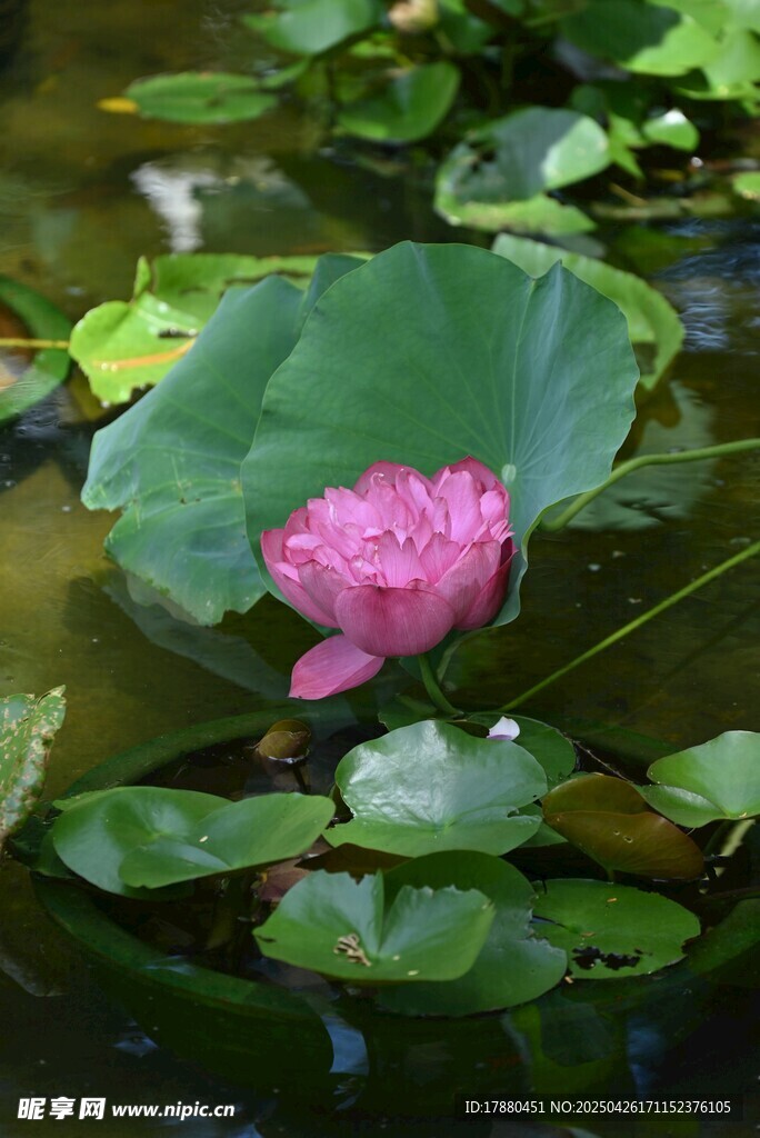粉色荷花