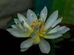 莲花