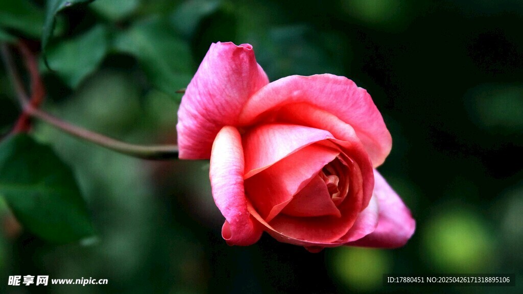 月季花
