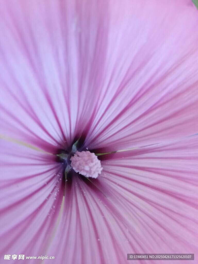 粉色花朵