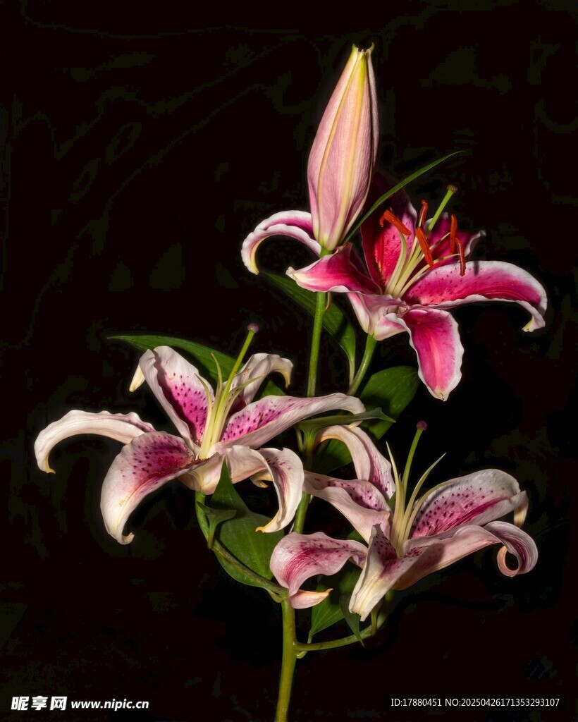 百合花