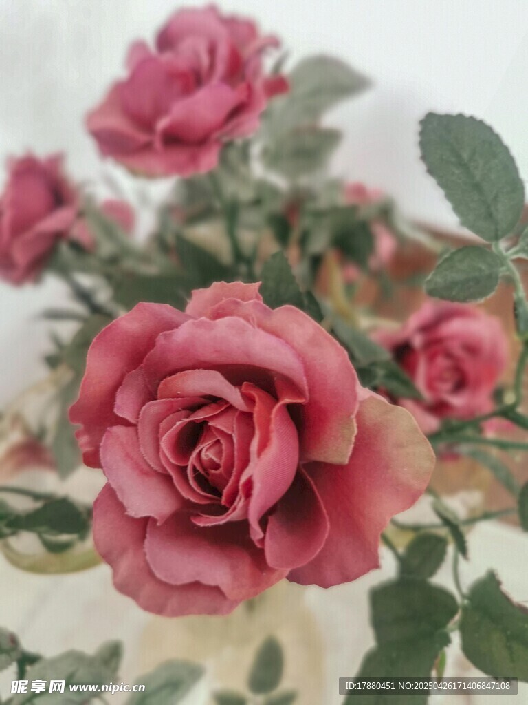 玫瑰