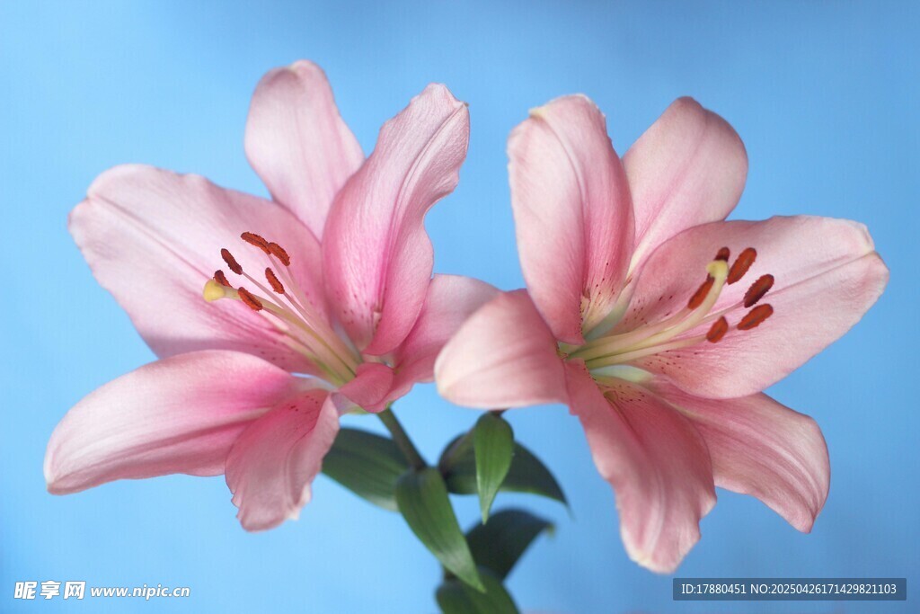百合花