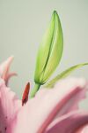 百合花苞