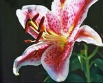 百合花