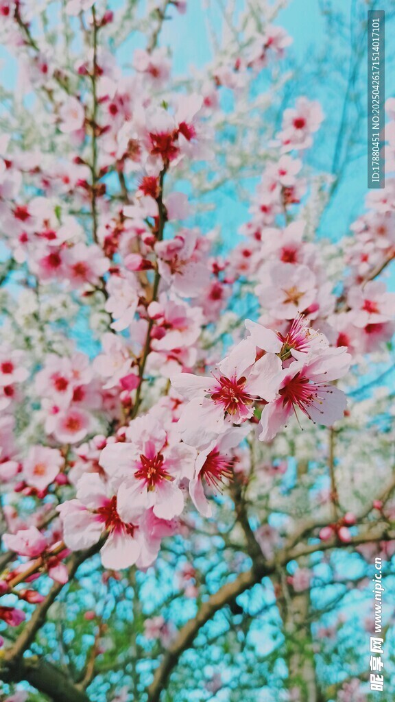桃花