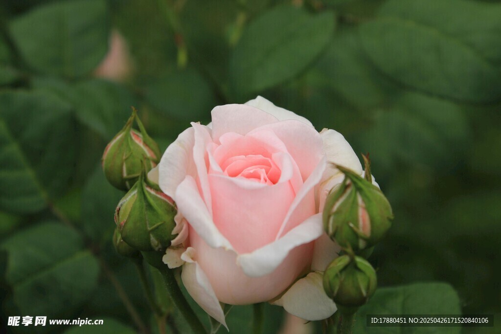 玫瑰花