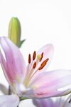 百合花