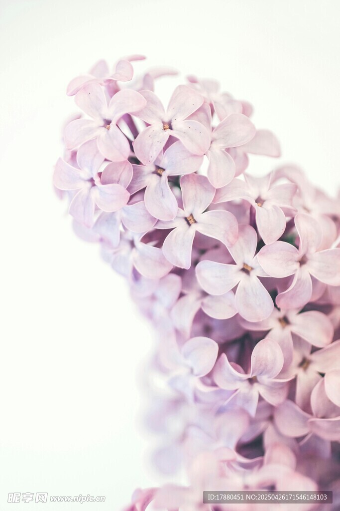 丁香花