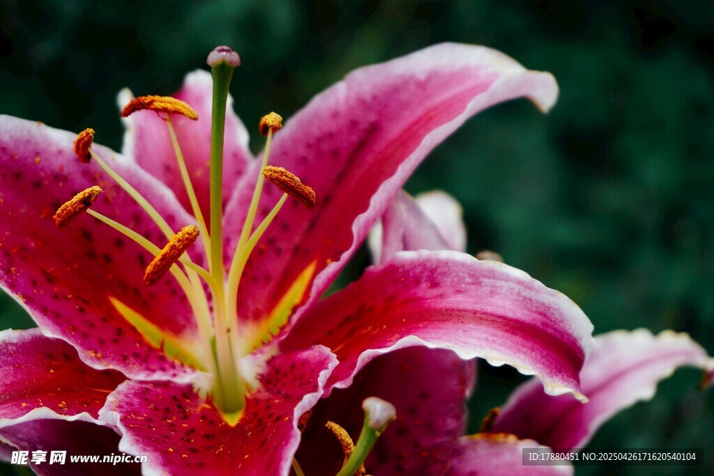 百合花