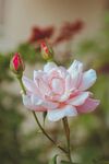 月季花