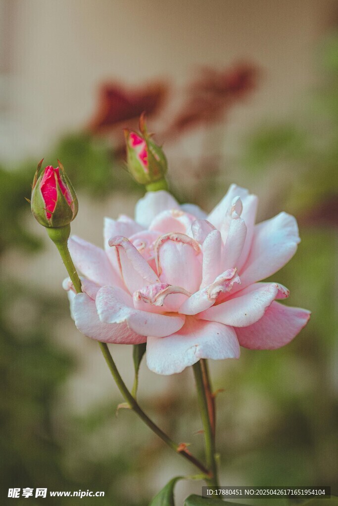 月季花