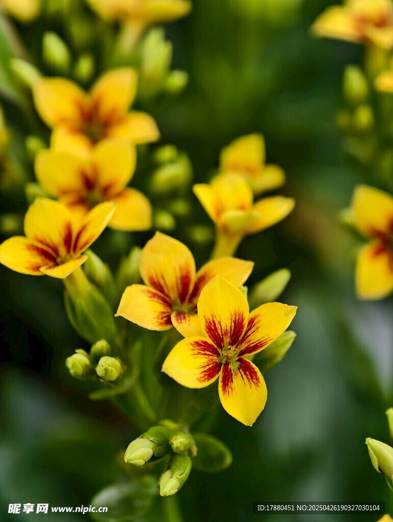 黄色小花