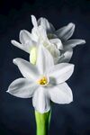 水仙花
