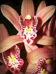 兰花