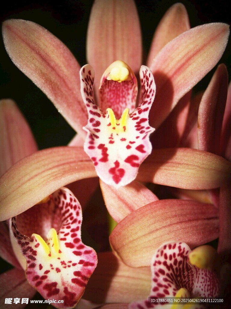 兰花