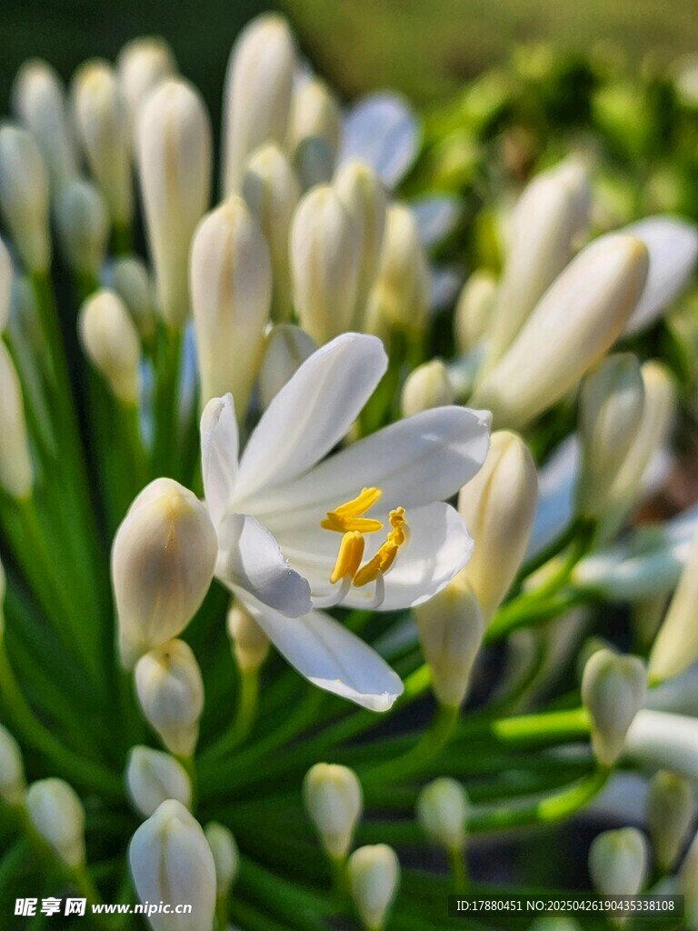 白色花朵