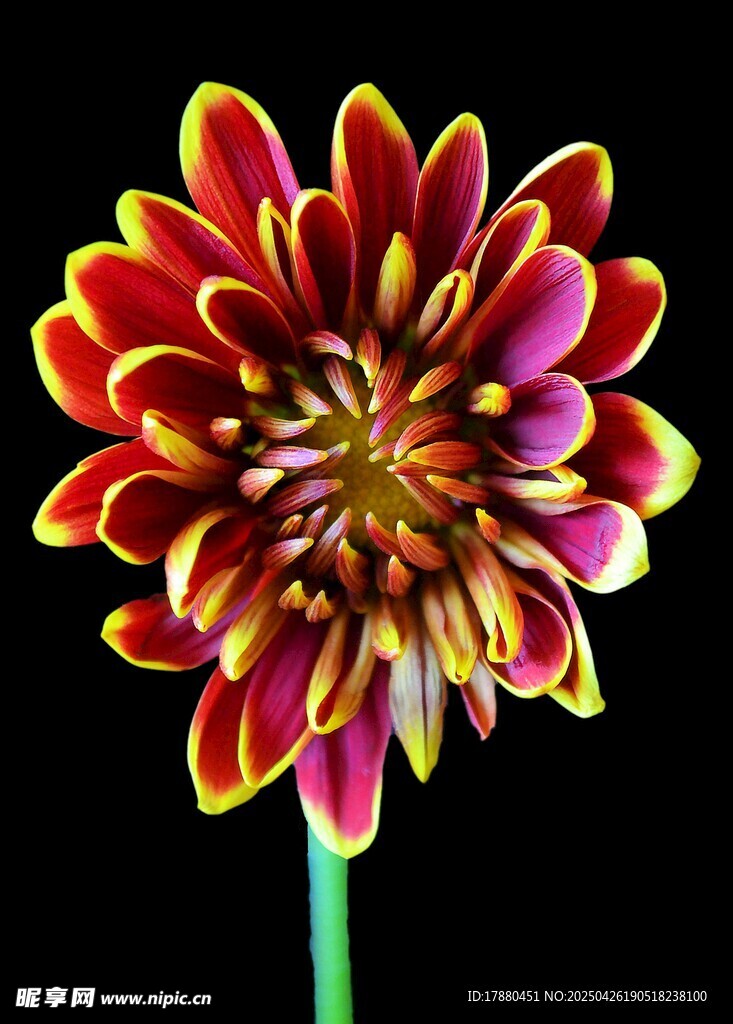 大丽花