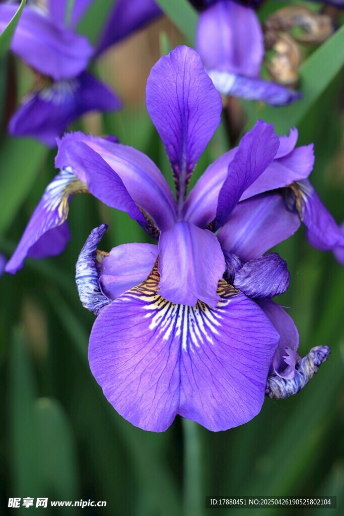 鸢尾花