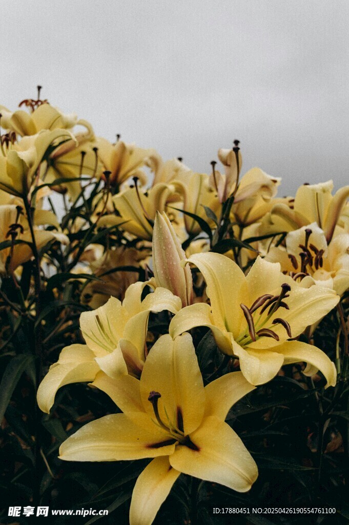 百合
