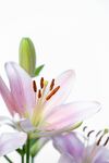 百合花