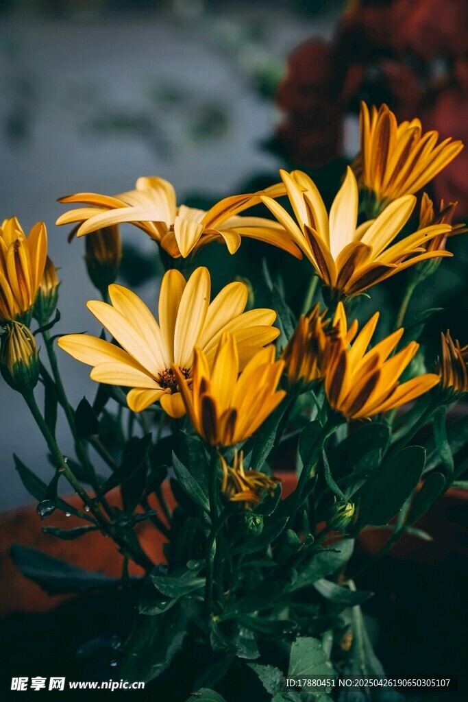菊花