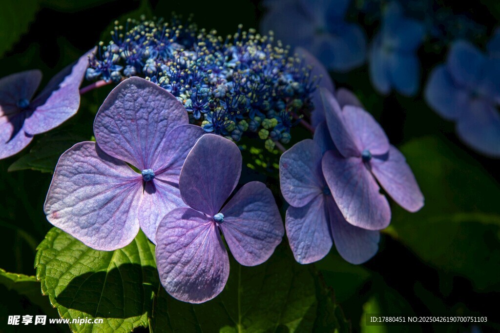 绣球花