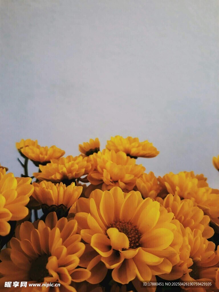 菊花