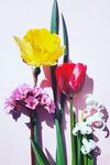 多彩花卉