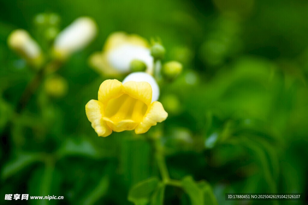 黄色小花
