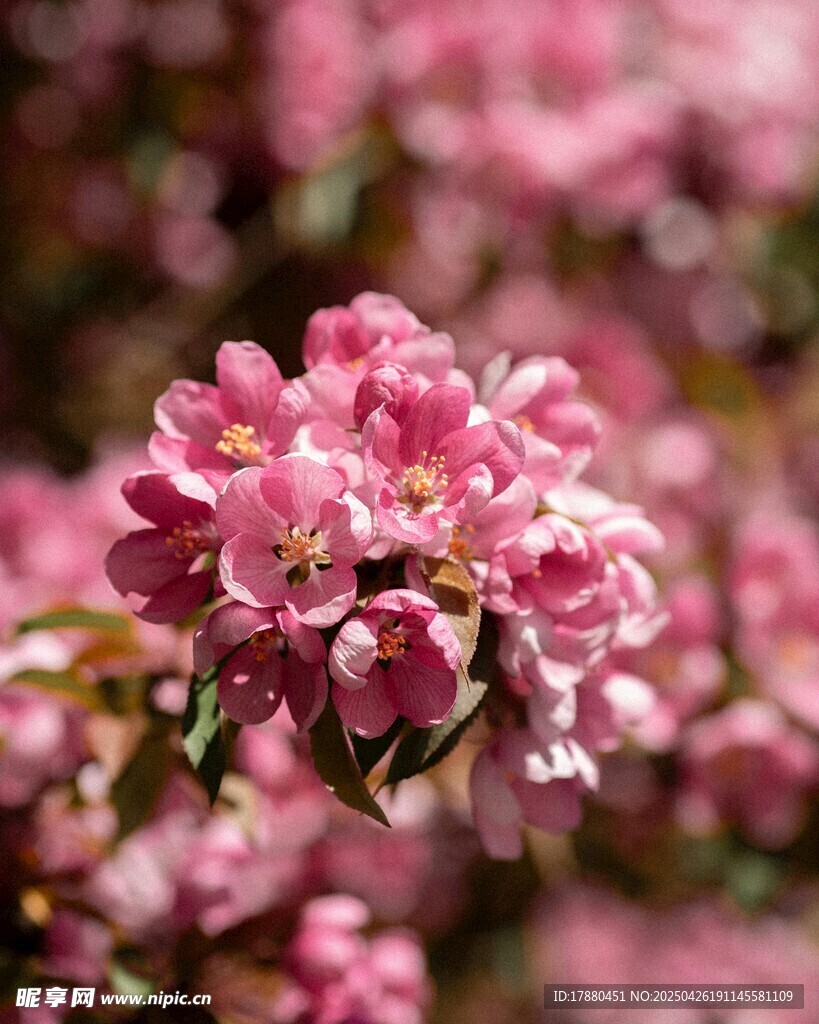 粉色繁花
