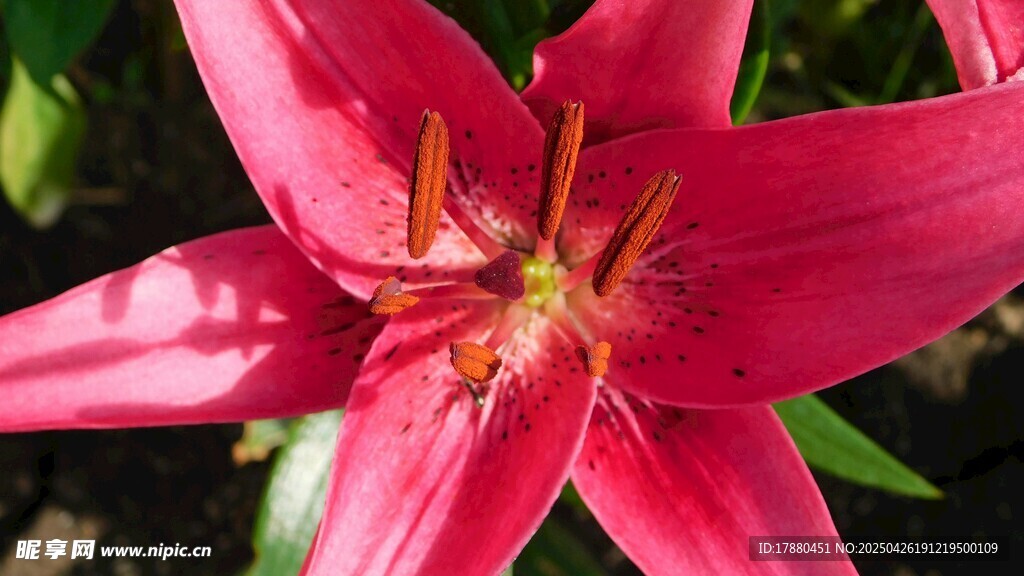 百合花