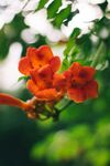 凌霄花