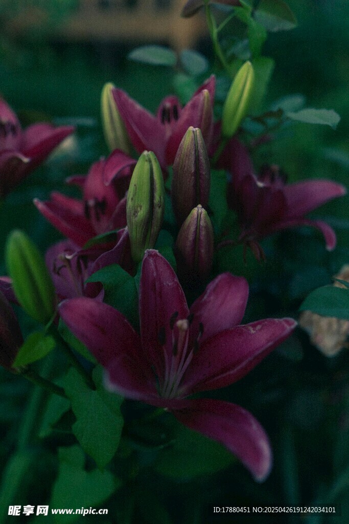 百合