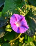 牵牛花