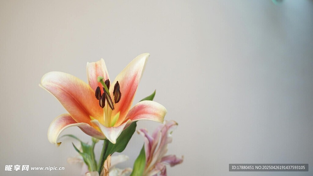 百合花