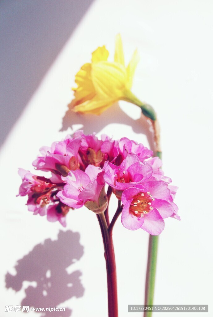 花卉