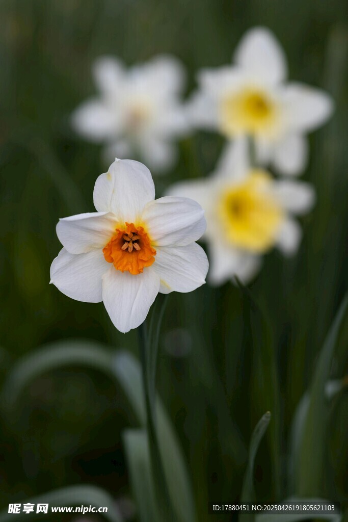 水仙花