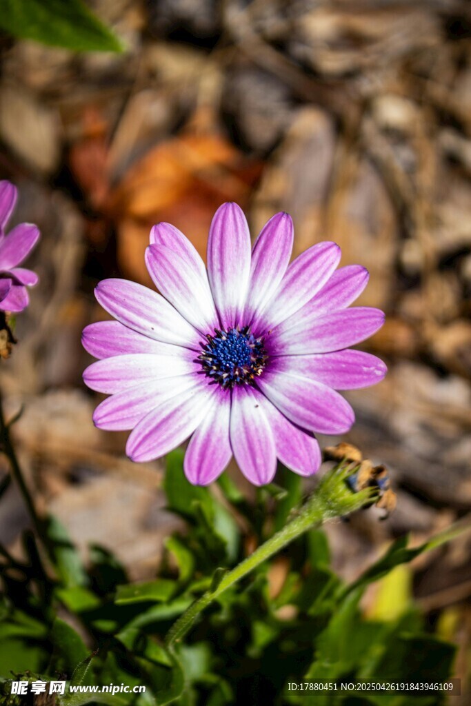 雏菊