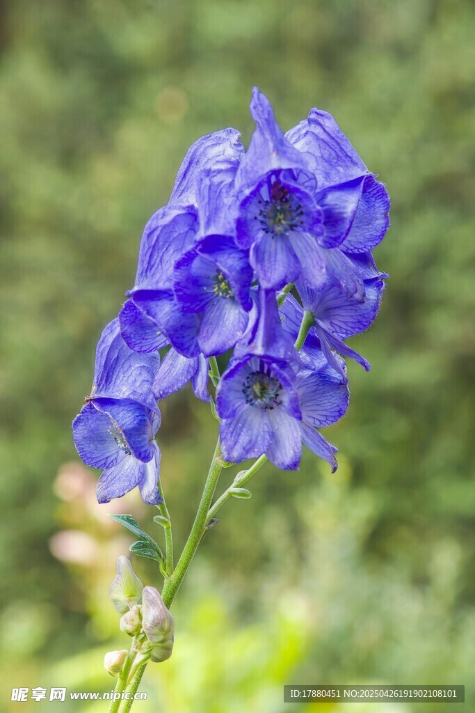 翠雀花