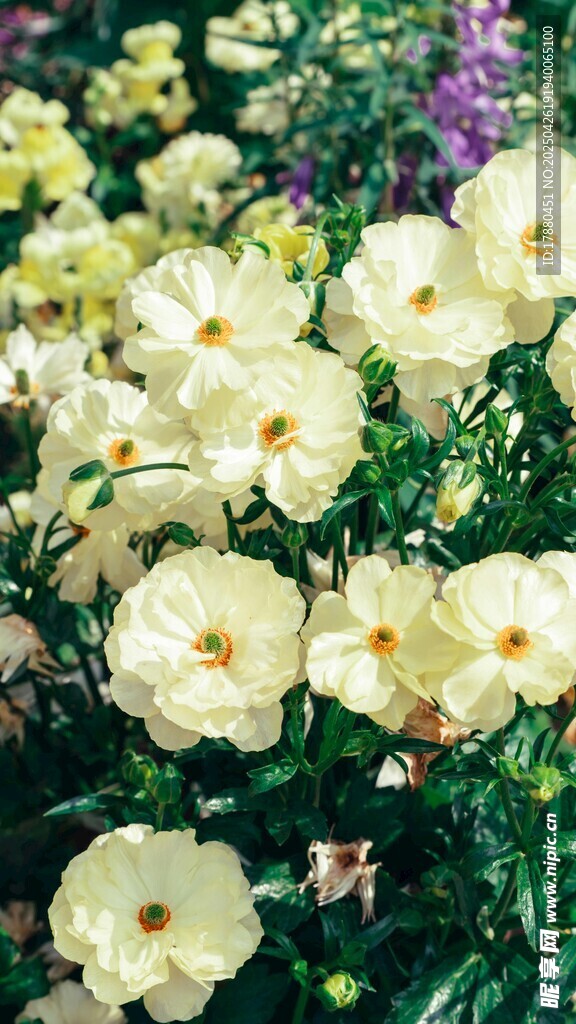 白色花卉