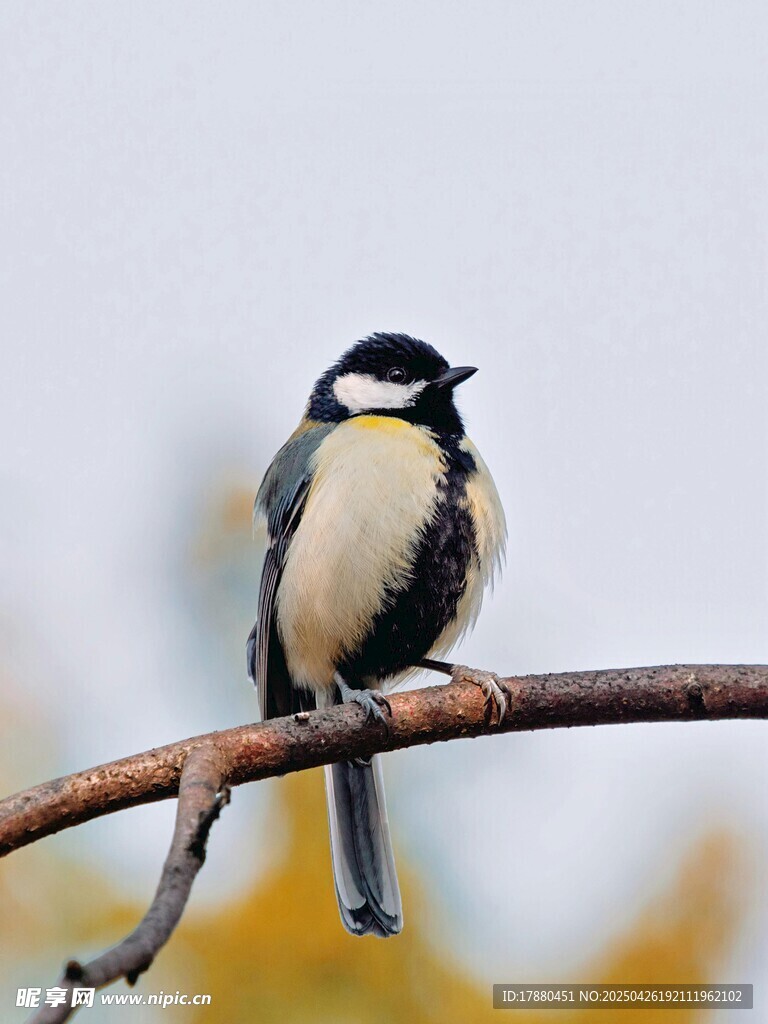 山雀
